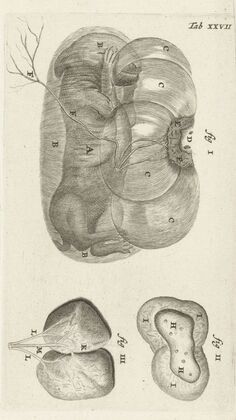 Anatomical illustration of a rabbit fetus in the uterus and the placenta (1672)