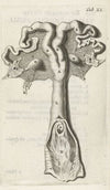 Anatomical illustration of the cervix, uterus, fallopian tubes and ovaries (1672)