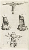 Anatomical illustration of the clitoris, vagina and uterus (1672)
