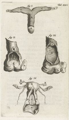 Anatomical illustration of the clitoris, vagina and uterus (1672)