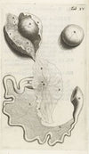 Anatomical illustration of the fallopian tube and ovaries (1672)