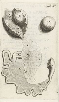 Anatomical illustration of the fallopian tube and ovaries (1672)