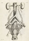 Anatomical illustration of the female reproductive organs and kidneys. (1672)