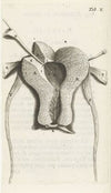Anatomical illustration of the inside of the uterus (1672)