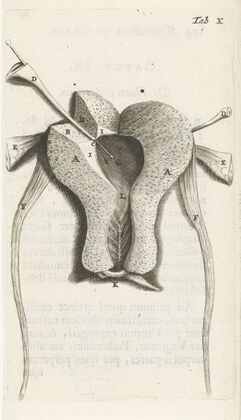 Anatomical illustration of the inside of the uterus (1672)