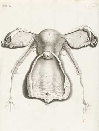 Anatomical illustration of the inside of the uterus, fallopian tube and ovaries (1672)