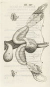 Anatomical illustration of the ovaries and fallopian tubes (1672)