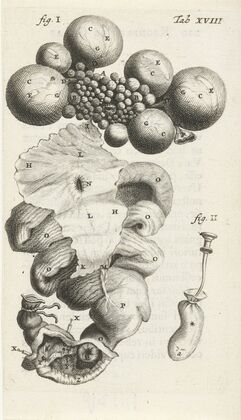 Anatomical illustration of the path of the egg in the uterus (1672)