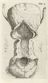 Anatomical illustration of the vagina and the uterus (1672)