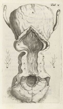 Anatomical illustration of the vagina and the uterus (1672)