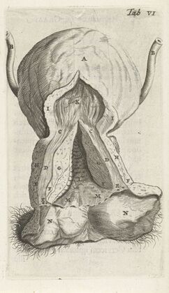 Anatomical illustration of the vagina and the uterus. (1672)
