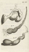Anatomical illustration of various female genitalia. (1672)