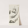 Anatomical illustration of various female genitalia. (1672) by Hendrik Bary