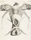 Anatomical image of the uterus in enlarged form (1672)