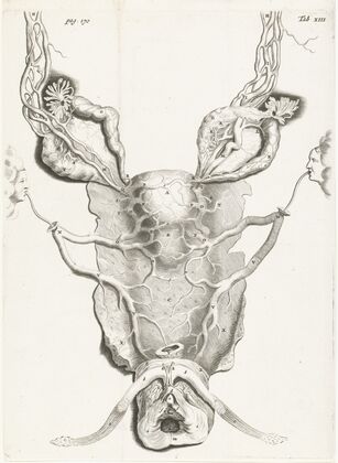 Anatomical image of the uterus in enlarged form. (1672)