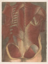 Anatomical muscle model of a male torso, seen from behind