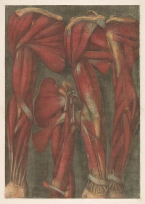 Anatomical muscle models of the arm and shoulder