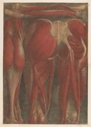 Anatomical muscle models of the back of the pelvis and upper legs