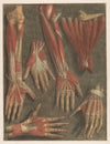 Anatomical muscle models of the hand