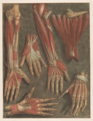 Anatomical muscle models of the hand
