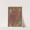 Anatomical muscle models of the pelvis and a leg by Jacques Fabien Gautier d&#039;Agoty