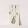 Anatomical representation of various female genitalia (1672) by Hendrik Bary