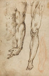Anatomical Studies