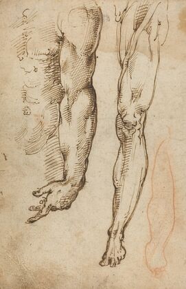Anatomical Studies