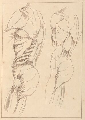 Anatomical Studies of a Body