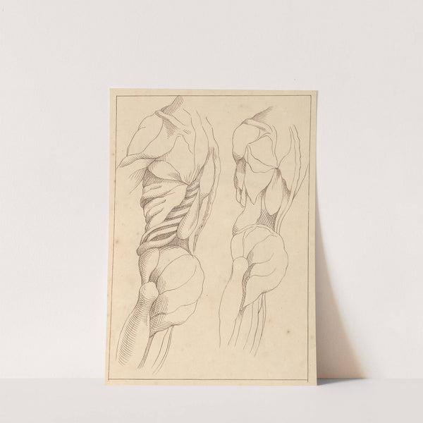 Anatomical Studies of a Body by Hamlet Winstanley