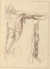 Anatomical Studies of a Torso