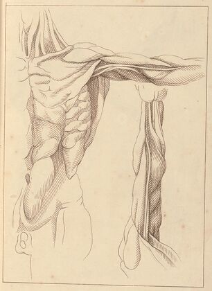 Anatomical Studies of a Torso