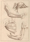 Anatomical Studies of Arms and Shoulders