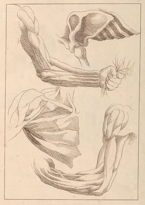 Anatomical Studies of Arms and Shoulders