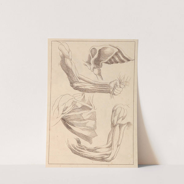 Anatomical Studies of Arms and Shoulders by Hamlet Winstanley