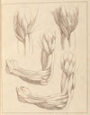 Anatomical Studies of Arms