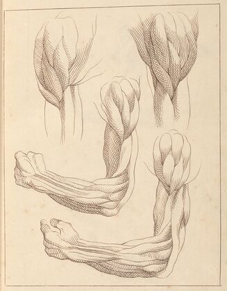 Anatomical Studies of Arms