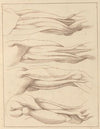 Anatomical Studies of Legs.