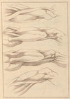 Anatomical Studies of Legs.