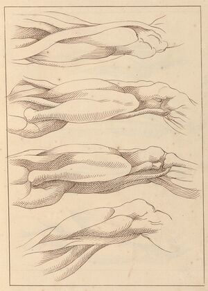 Anatomical Studies of Legs.