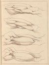 Anatomical Studies of Legs