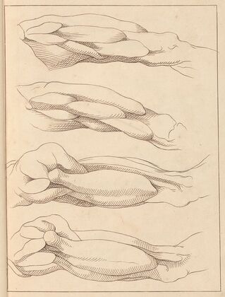 Anatomical Studies of Legs