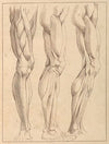 Anatomical Studies of Legs