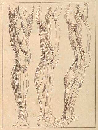 Anatomical Studies of Legs