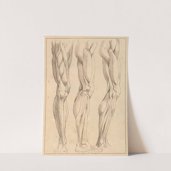 Anatomical Studies of Legs by Hamlet Winstanley