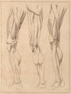 Anatomical Studies of Legs