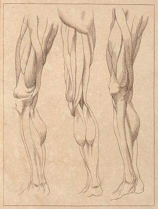 Anatomical Studies of Legs