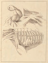 Anatomical Studies of Shoulders