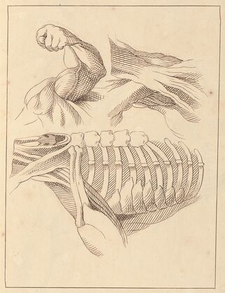 Anatomical Studies of Shoulders