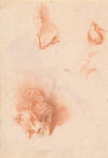 Anatomical Study, Face in Profile